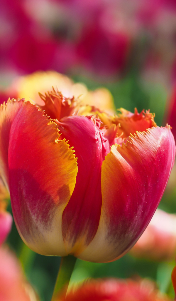 Яркий красный тюльпан с волнистыми лепестками на клумбе 