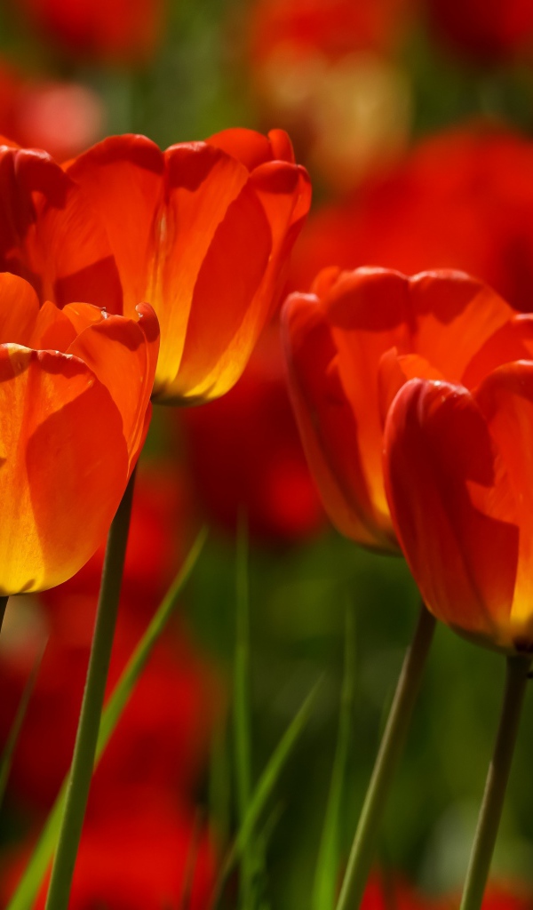 Яркие алые тюльпаны в лучах солнца весной 