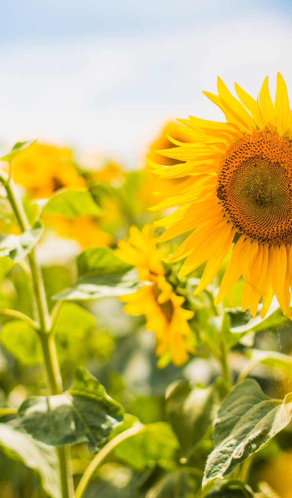 Яркие солнечные подсолнухи на поле летом 