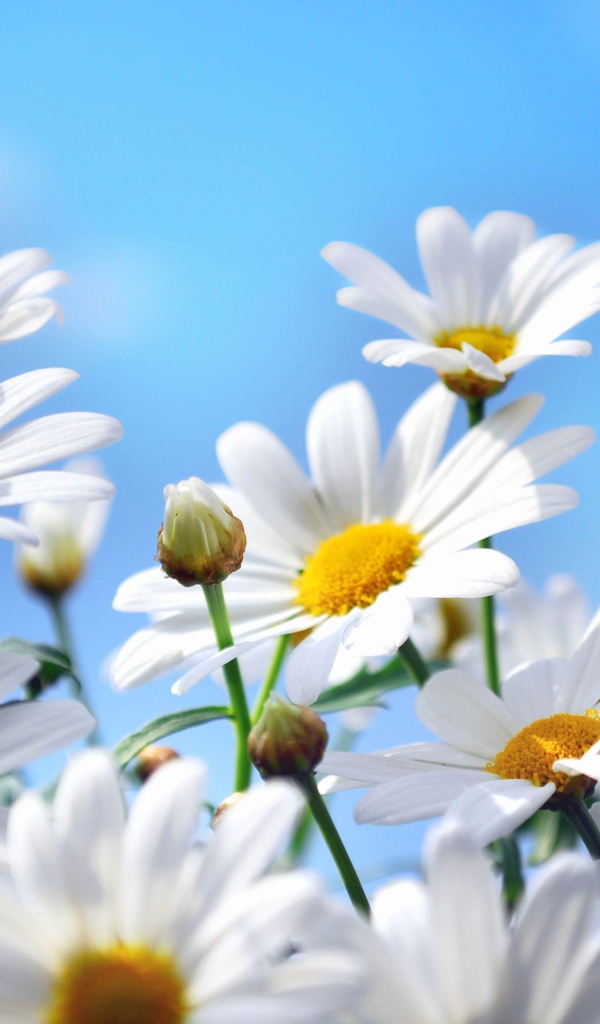 Яркие белые ромашки на фоне голубого неба