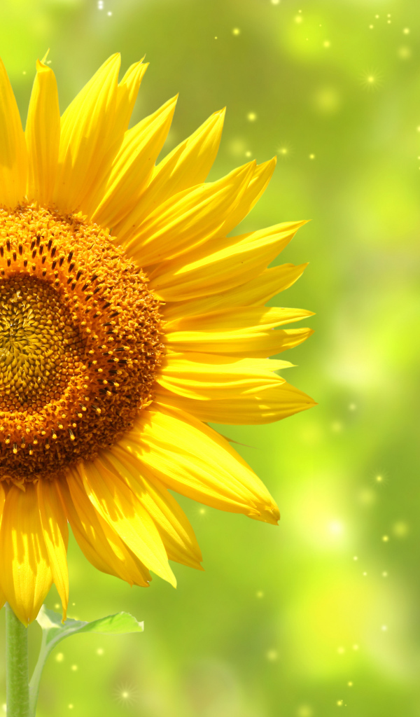 Яркий желтый цветок подсолнуха крупным планом