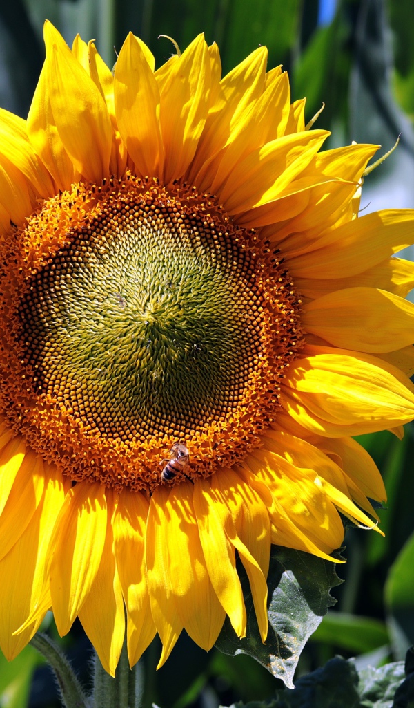 Яркий желтый цветок подсолнуха крупным планом на поле