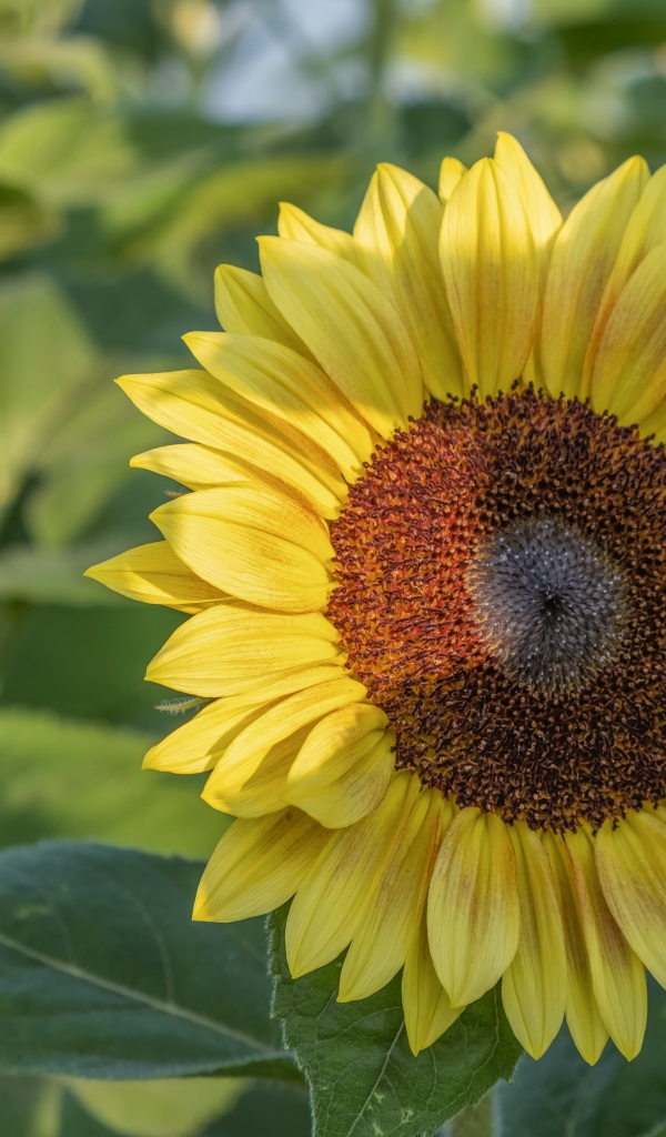 Яркий желтый подсолнух на поле в лучах солнца