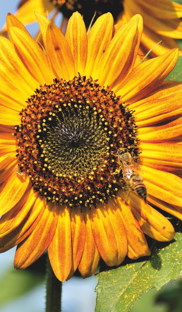 Яркий желтый подсолнух с зелеными листьями в лучах солнца