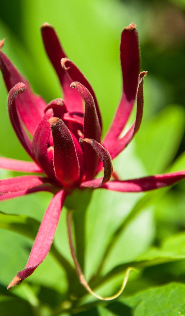 Бордовые цветы каликант цветущий крупным планом 