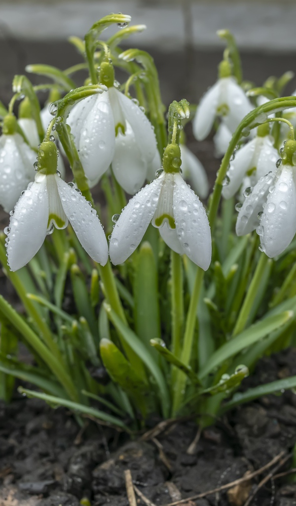 Куст белых подснежников в каплях дождя 