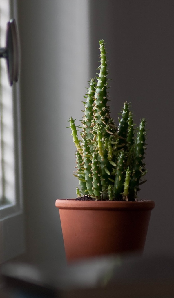 Кактус в горшке у окна 