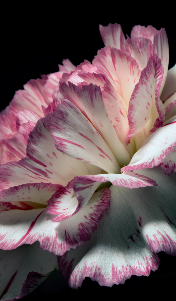 Цветок гвоздики с бело-розовыми лепестками на черном фоне