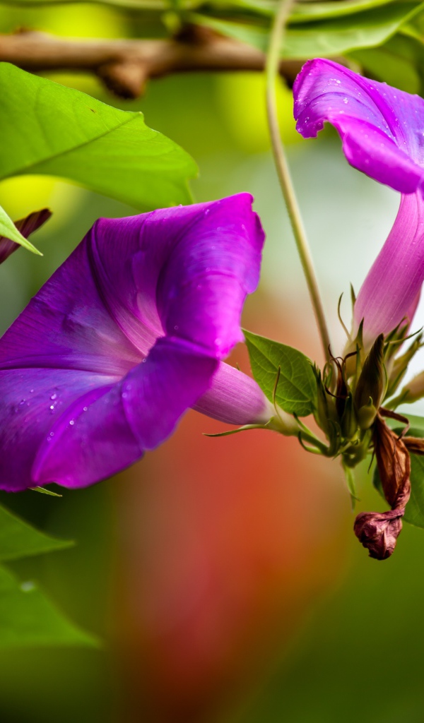Цветы калачики с бутонами крупным планом