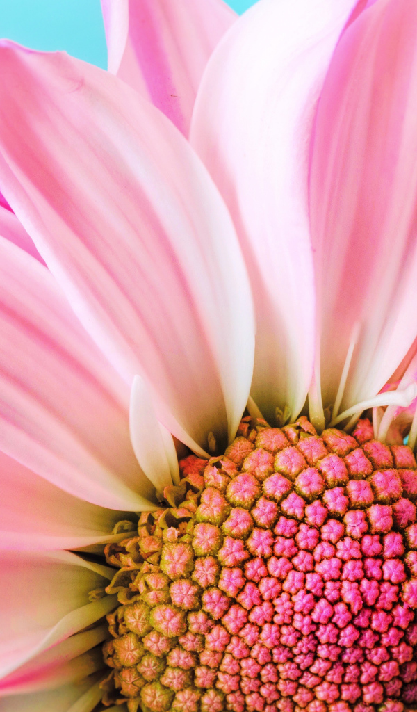 Розовые лепестки хризантем на голубом фоне крупным планом