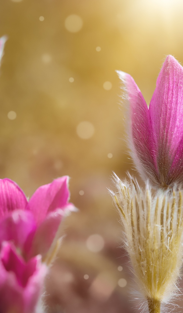 Розовые цветы прострела крупным планом 