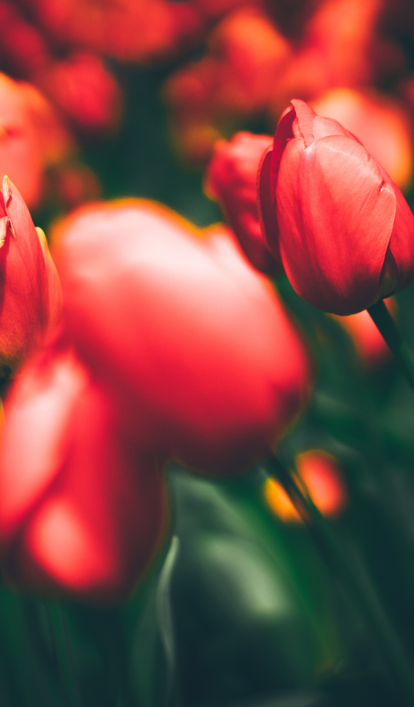 Закрытые красные тюльпаны на клумбе