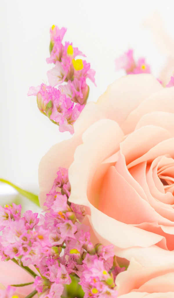 Кремовая роза с розовыми цветами на белом фоне