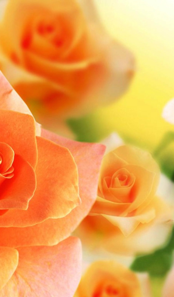 Нежные кремовые розы крупным планом