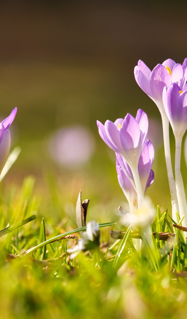 Нежные хрупкие цветы крокусов в лучах весеннего солнца