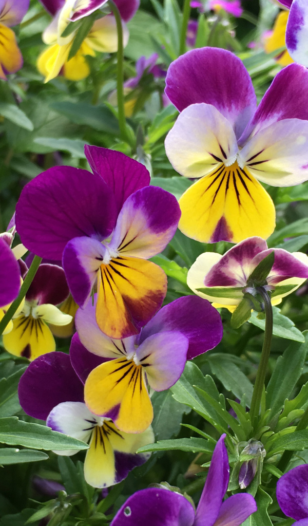 Нежные садовые цветы анютины глазки на клумбе 