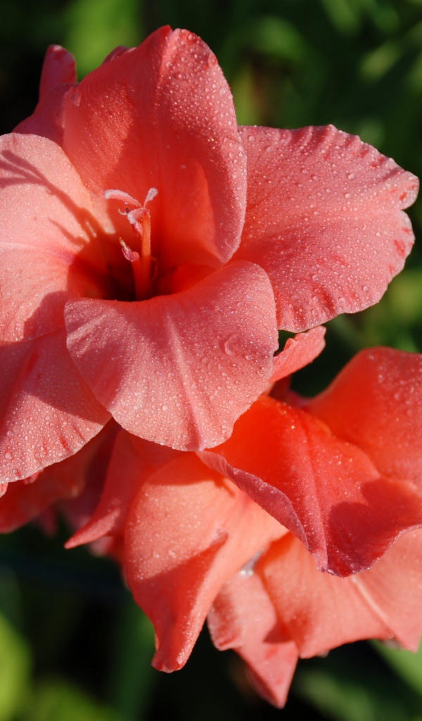 Нежные цветы гладиолуса в каплях росы