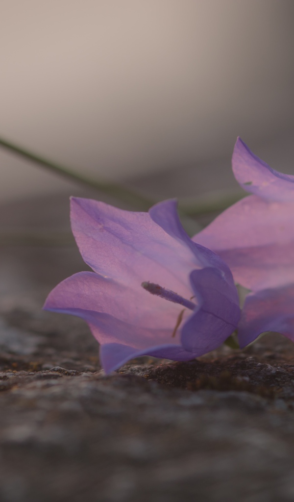 Нежные сиреневые колокольчики лежат на земле 