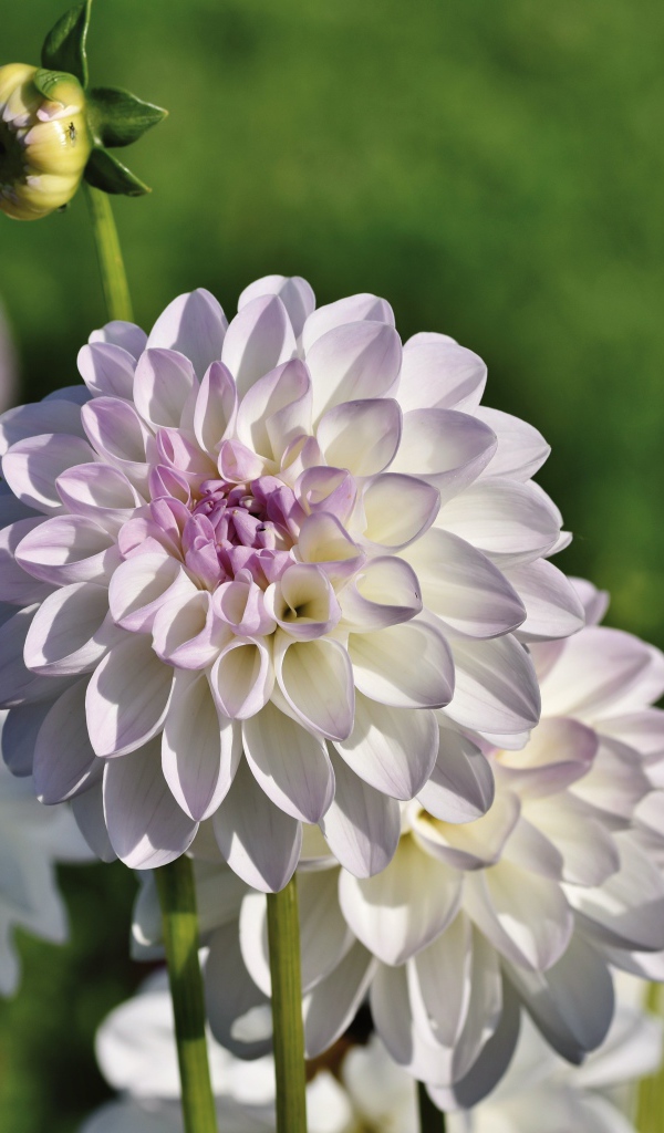 Нежные сиреневые цветы георгины с бутонами на клумбе 