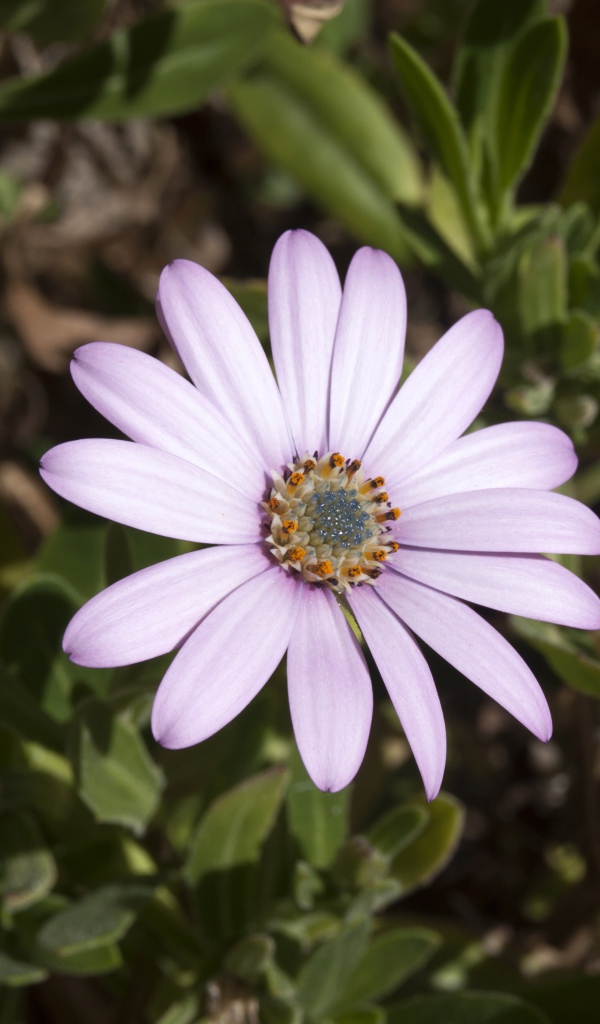 Нежный сиреневый цветок остеоспермум на клумбе