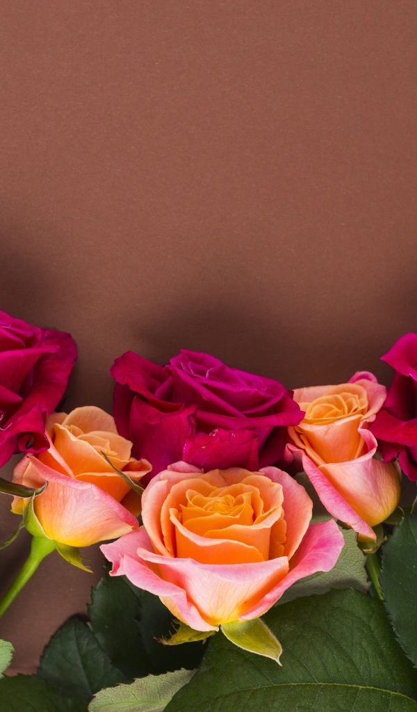 Нежные разноцветные розы на коричневом фоне