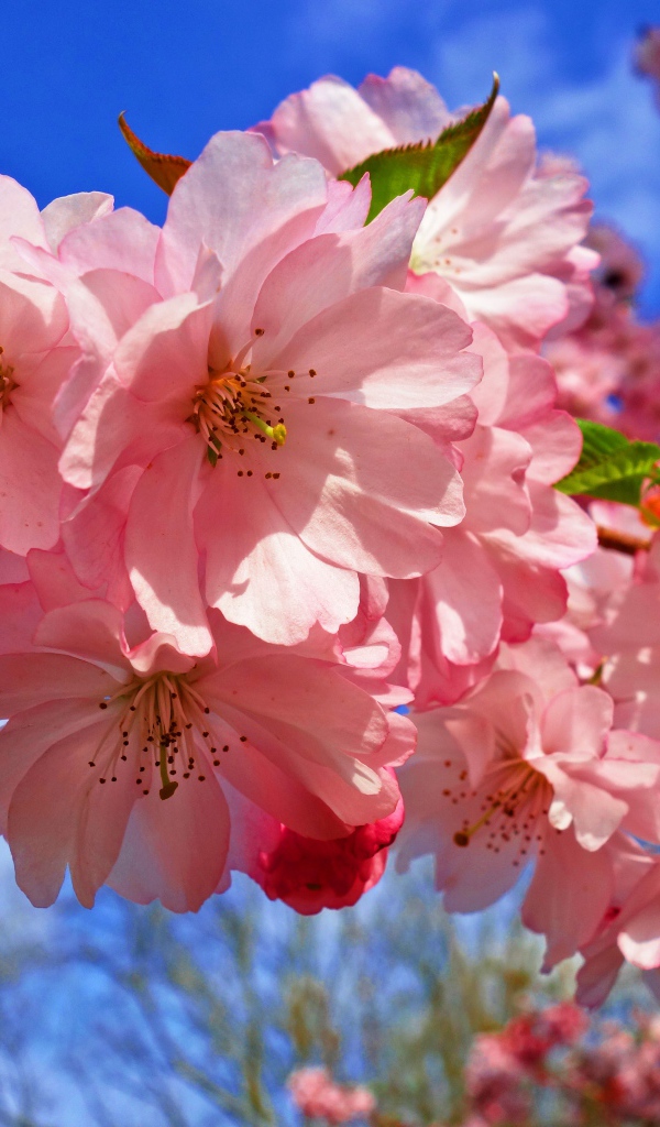 Нежные розовые цветы на дереве на фоне голубого неба весной
