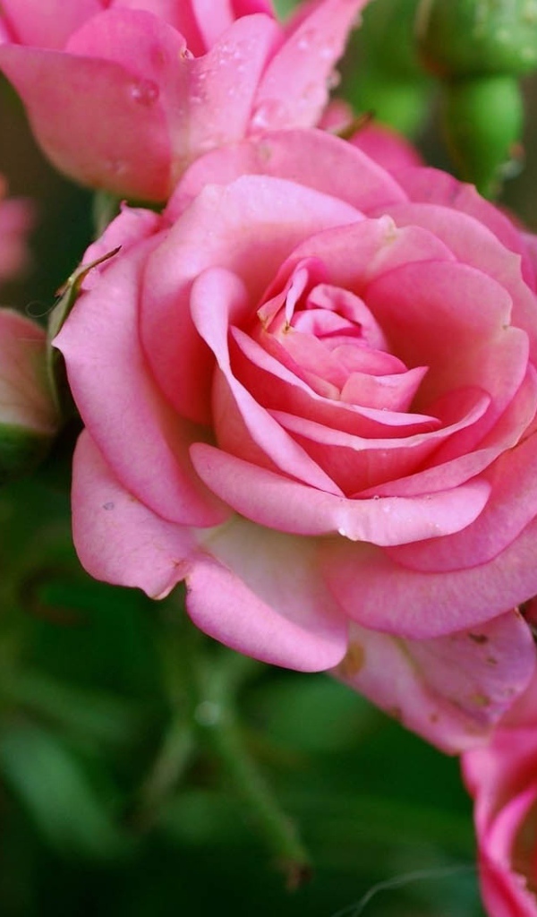 Нежные розовые садовые розы с бутонами в росе