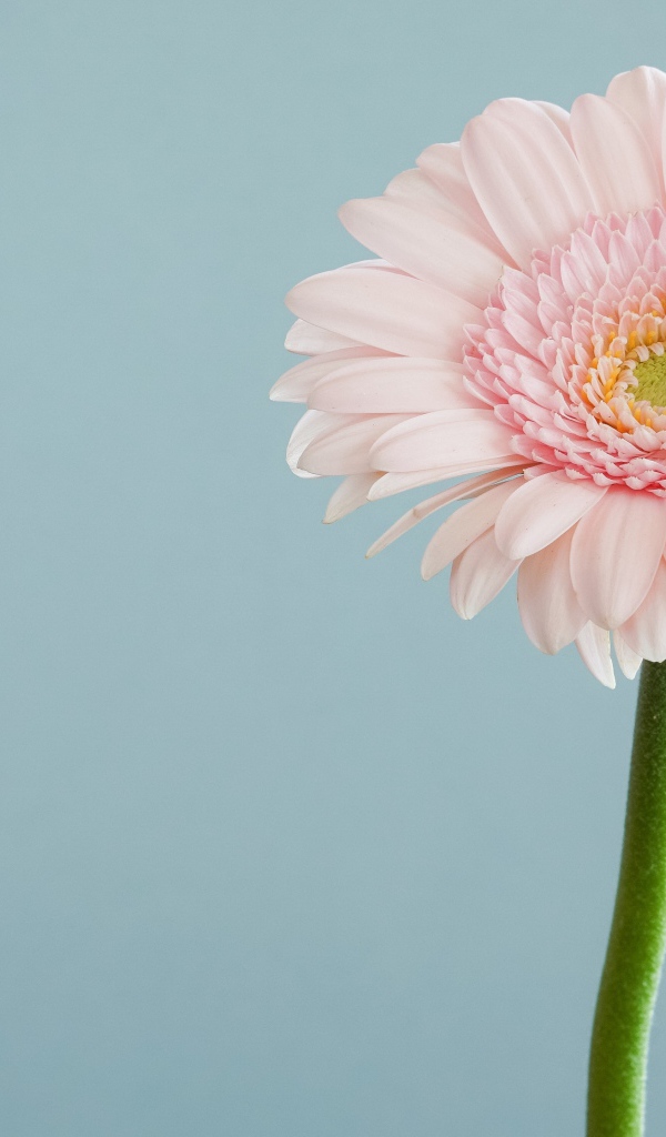 Нежная розовая гербера на сером фоне 