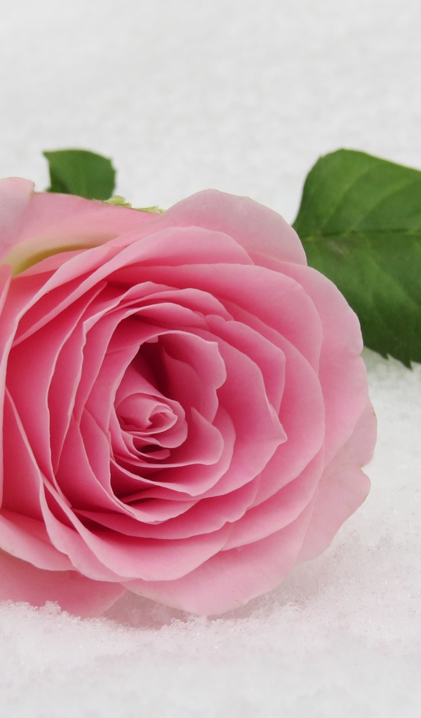Нежный розовый цветок розы на снегу