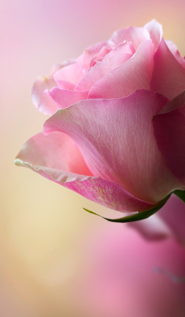 Нежная розовая роза для любимой 