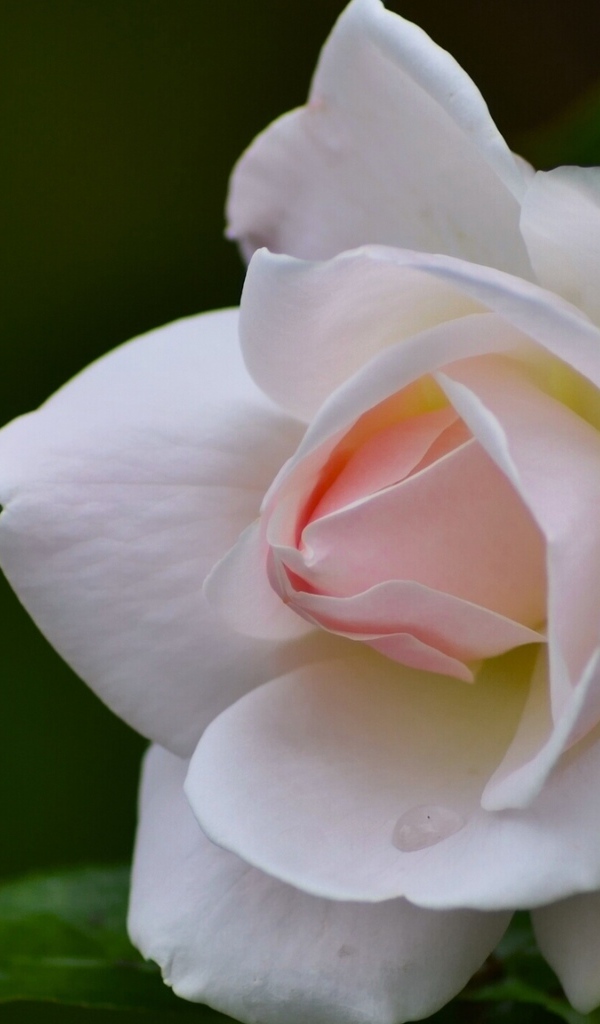 Нежные лепестки розовой розы крупным планом 