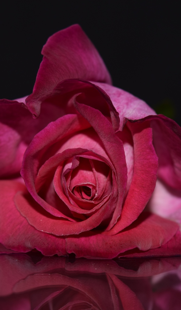 Нежная красная роза на сером фоне 