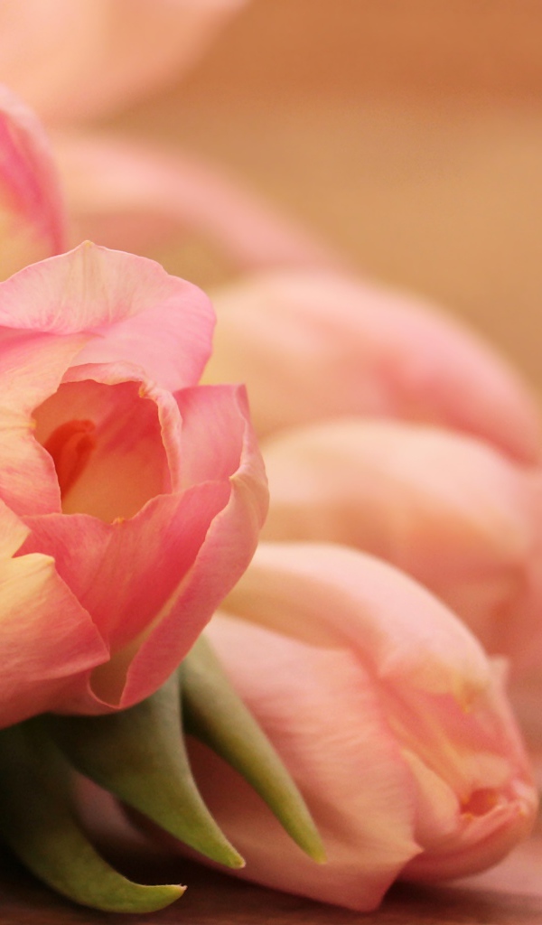 Нежные весенние розовые тюльпаны