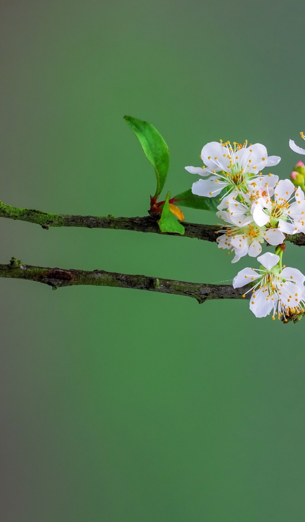 Нежные белые цветы вишни на ветке весной 