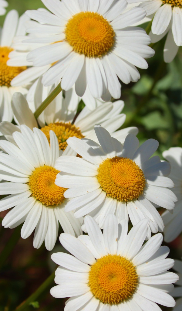 Нежные белые ромашки с желтой серединкой в лучах солнца 
