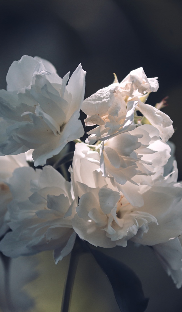 Нежные белые цветы в лучах солнца