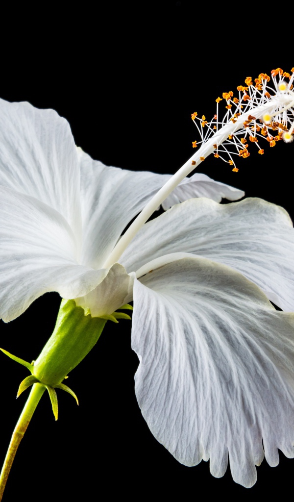 Нежный белый цветок гибискуса на черном фоне