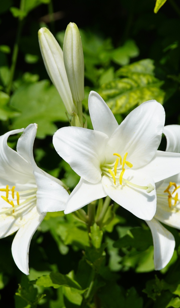 Нежные белые лилии с бутонами на клумбе 