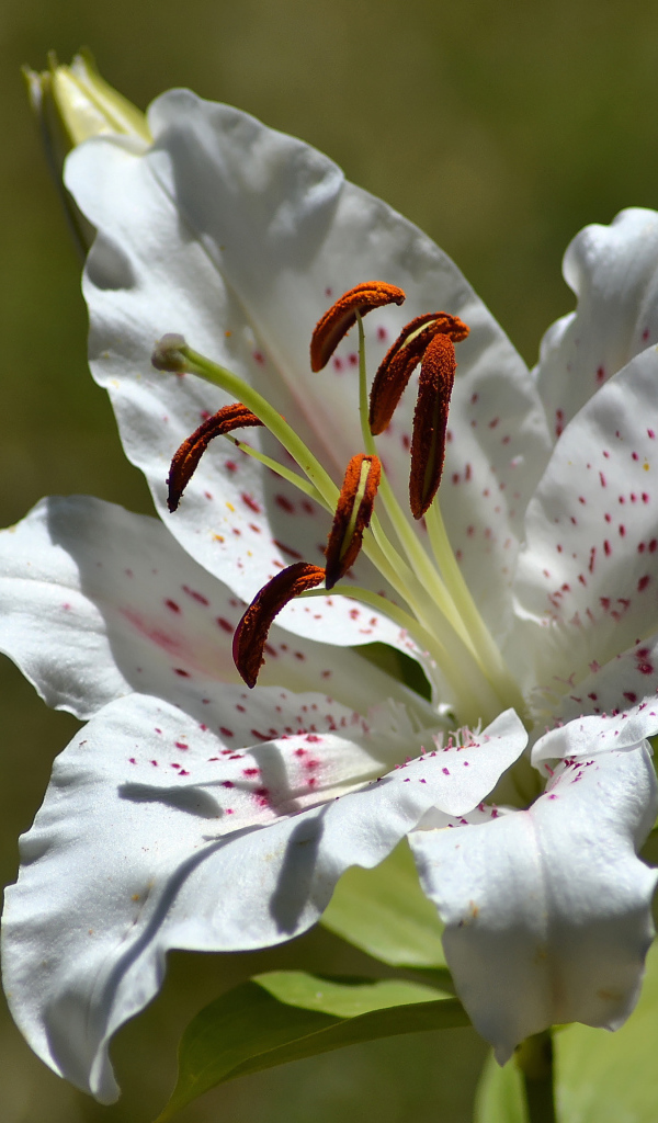 Нежный белый цветок лилии крупным планом