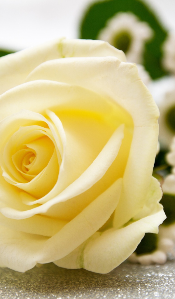 Нежная белая роза лежит на столе с ромашками