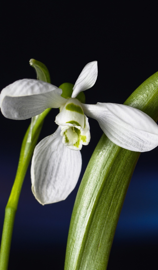 Нежный белый цветок подснежник с зелеными листьями