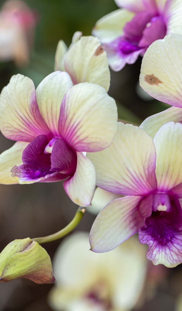 Нежные белые с розовым цветы орхидеи