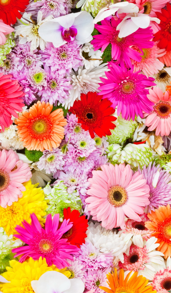 Разные разноцветные цветы крупным планом