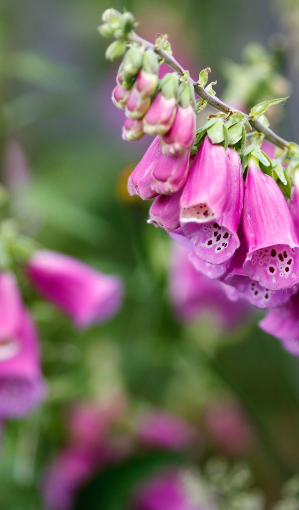 Розовые цветы наперстянка крупным планом  на клумбе