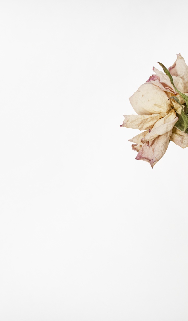 Засохшие розовые розы на белом фоне