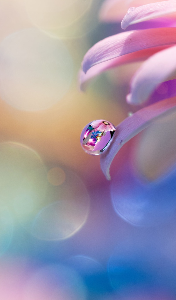 Капля росы на розовом лепестке 