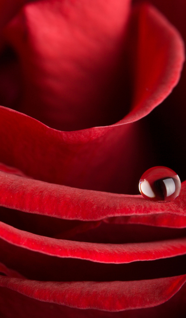 Капля росы на лепестке красной розы