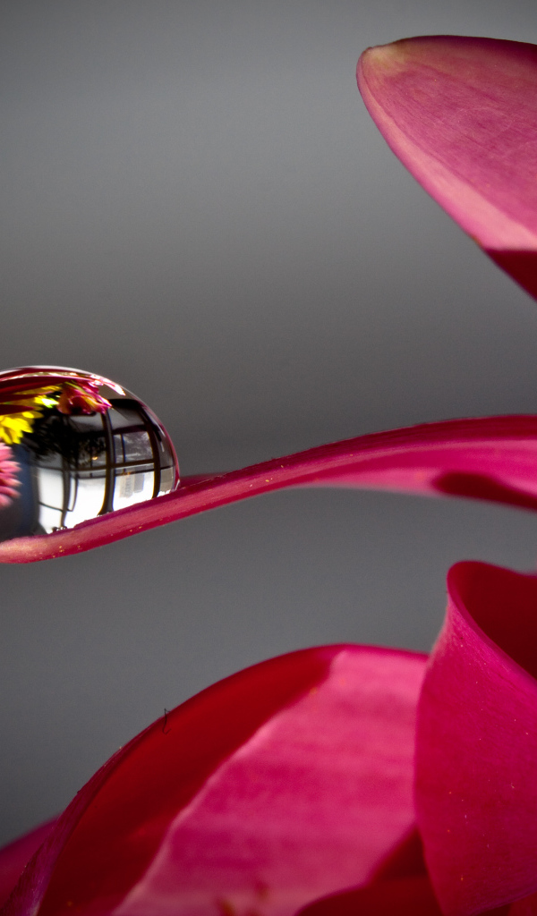 Капля росы на лепестке красного цветка 