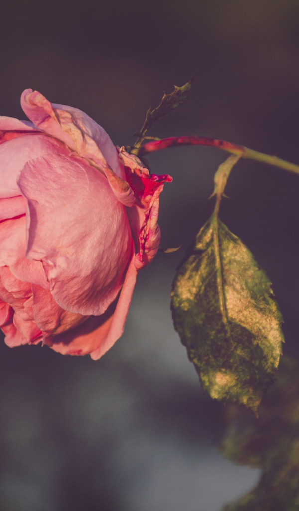 Сухая розовая роза на ветке 