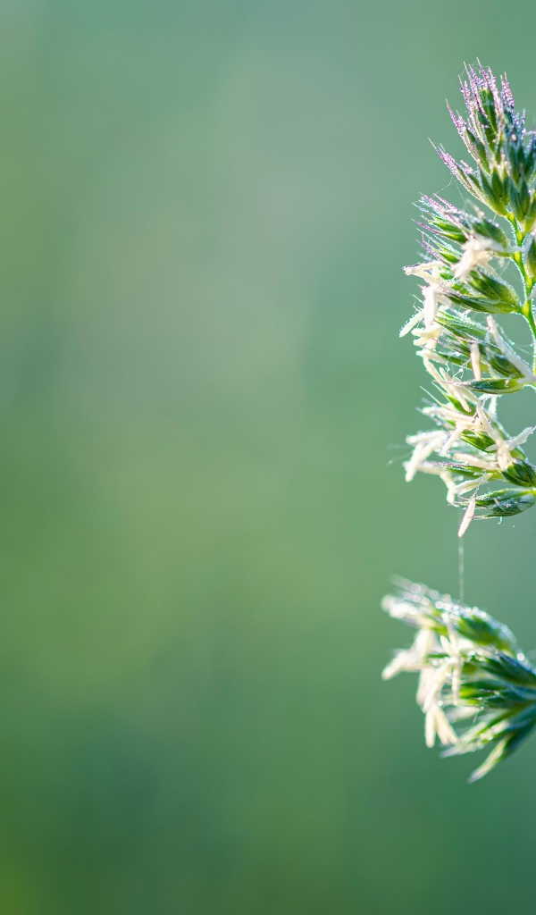 Полевое растение на зеленом фоне